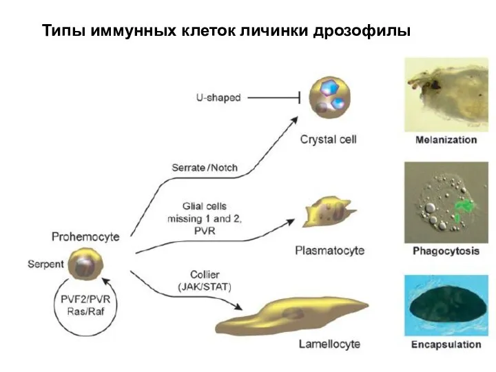 Типы иммунных клеток личинки дрозофилы