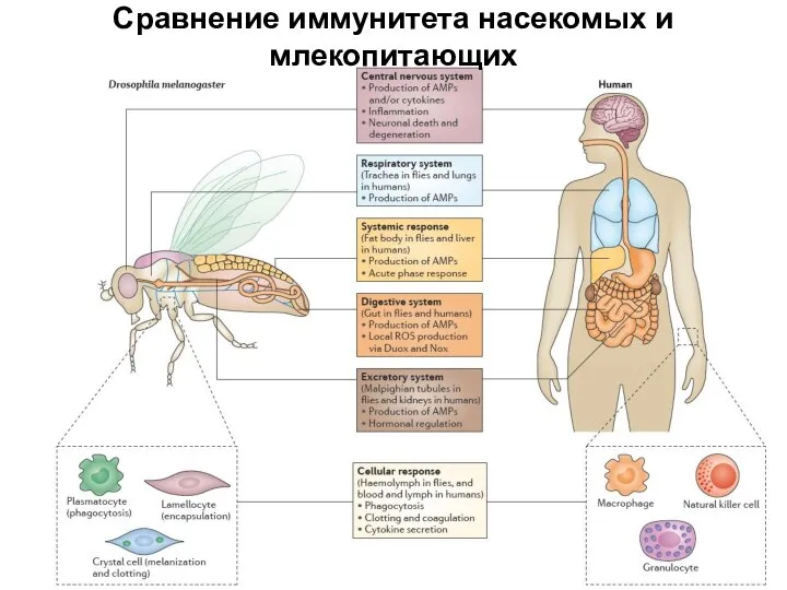 Сравнение иммунитета насекомых и млекопитающих