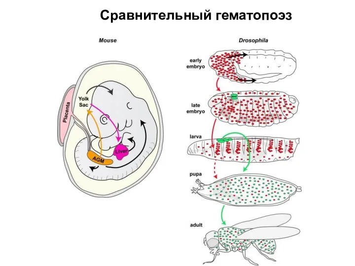 Сравнительный гематопоэз