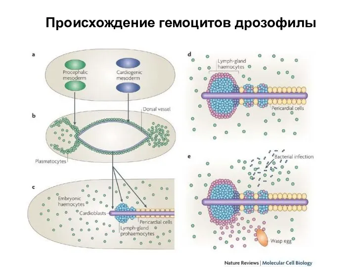 Происхождение гемоцитов дрозофилы