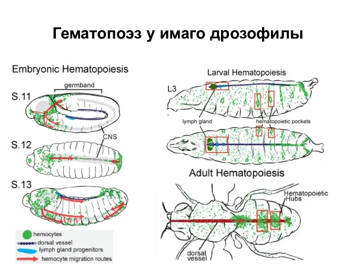 Гематопоэз у имаго дрозофилы