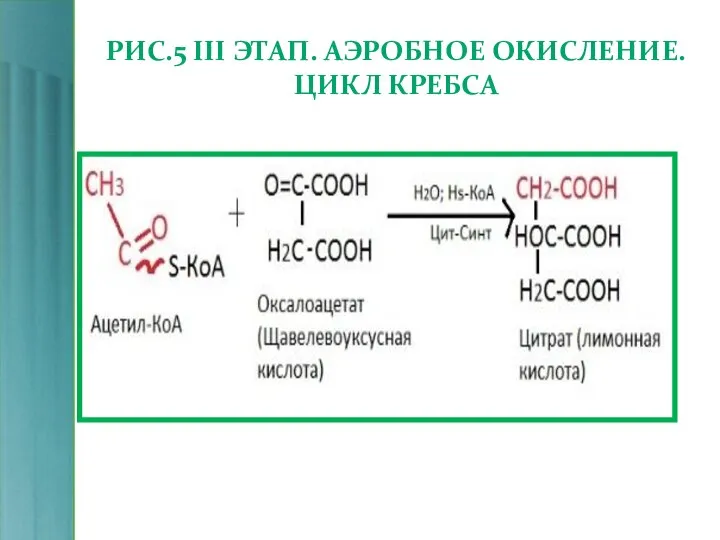 РИС.5 III ЭТАП. АЭРОБНОЕ ОКИСЛЕНИЕ. ЦИКЛ КРЕБСА