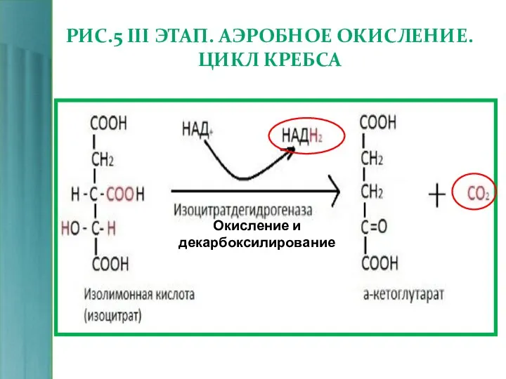 РИС.5 III ЭТАП. АЭРОБНОЕ ОКИСЛЕНИЕ. ЦИКЛ КРЕБСА Окисление и декарбоксилирование