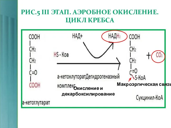 РИС.5 III ЭТАП. АЭРОБНОЕ ОКИСЛЕНИЕ. ЦИКЛ КРЕБСА Окисление и декарбоксилирование Макроэргическая связь