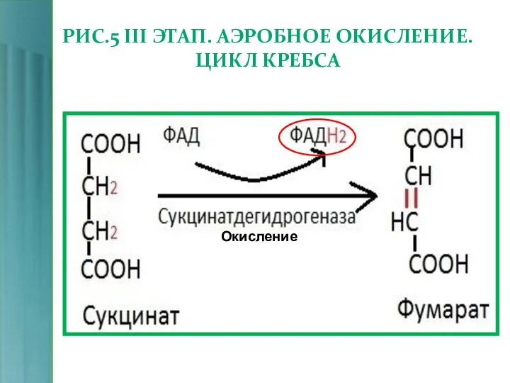 РИС.5 III ЭТАП. АЭРОБНОЕ ОКИСЛЕНИЕ. ЦИКЛ КРЕБСА Окисление