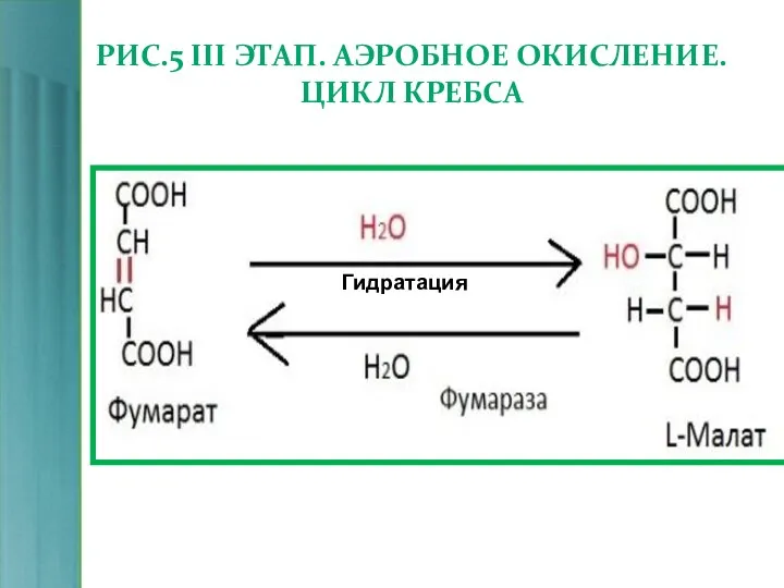 РИС.5 III ЭТАП. АЭРОБНОЕ ОКИСЛЕНИЕ. ЦИКЛ КРЕБСА Гидратация