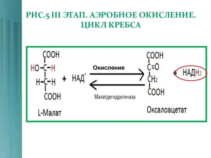 РИС.5 III ЭТАП. АЭРОБНОЕ ОКИСЛЕНИЕ. ЦИКЛ КРЕБСА Окисление