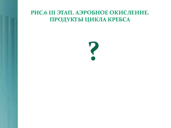 РИС.6 III ЭТАП. АЭРОБНОЕ ОКИСЛЕНИЕ. ПРОДУКТЫ ЦИКЛА КРЕБСА ?