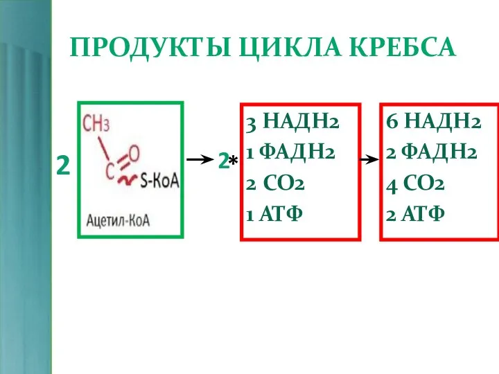 ПРОДУКТЫ ЦИКЛА КРЕБСА 3 НAДH2 1 ФАДН2 2 СО2 1 АТФ 2