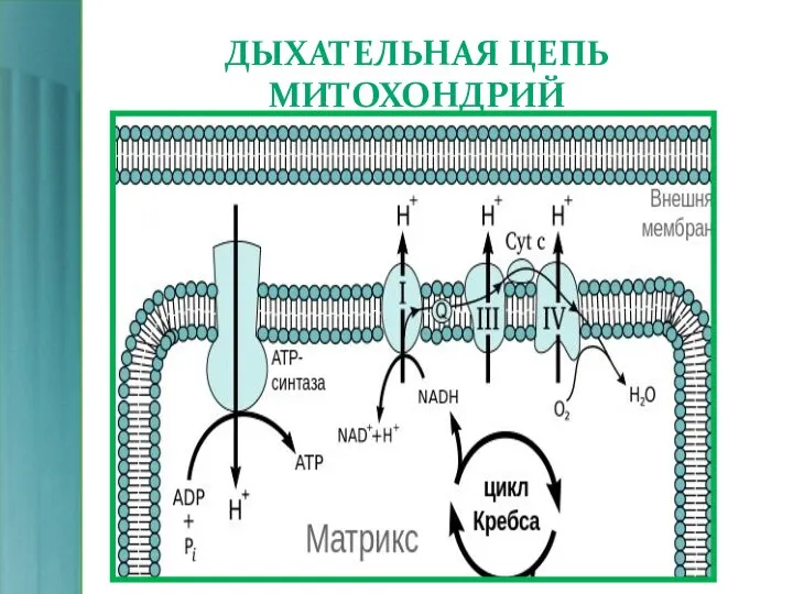 ДЫХАТЕЛЬНАЯ ЦЕПЬ МИТОХОНДРИЙ