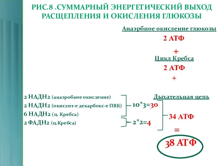 РИС.8 .СУММАРНЫЙ ЭНЕРГЕТИЧЕСКИЙ ВЫХОД РАСЩЕПЛЕНИЯ И ОКИСЛЕНИЯ ГЛЮКОЗЫ Дыхательная цепь 34 АТФ