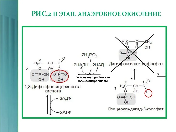 РИС.2 II ЭТАП. АНАЭРОБНОЕ ОКИСЛЕНИЕ Окисление при участии НАД-дегидрогеназы 2