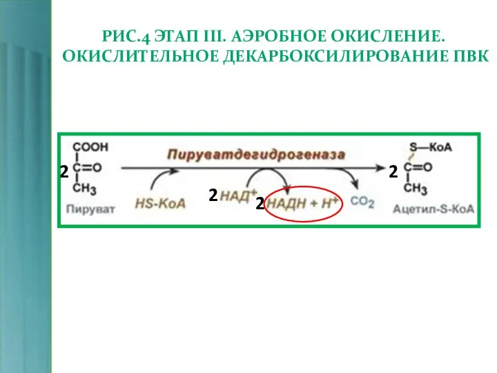 РИС.4 ЭТАП III. АЭРОБНОЕ ОКИСЛЕНИЕ. ОКИСЛИТЕЛЬНОЕ ДЕКАРБОКСИЛИРОВАНИЕ ПВК 2 2 2 2