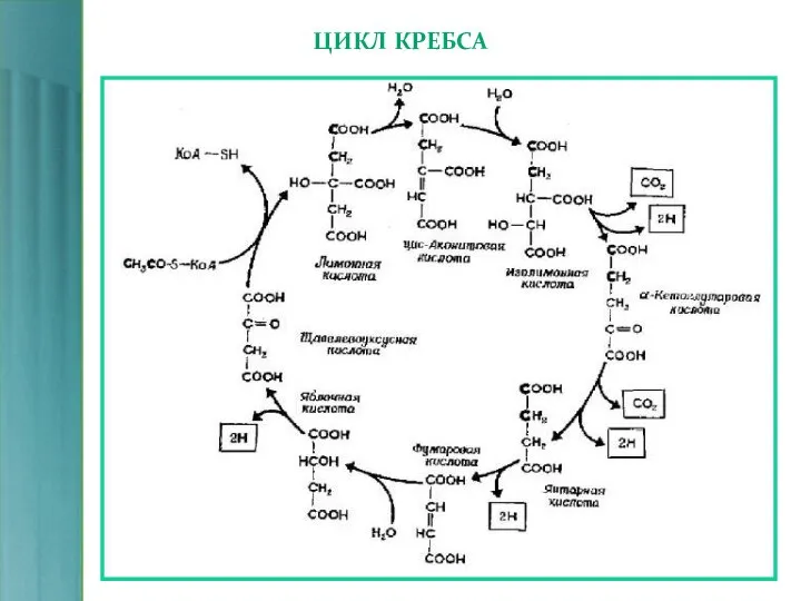 ЦИКЛ КРЕБСА