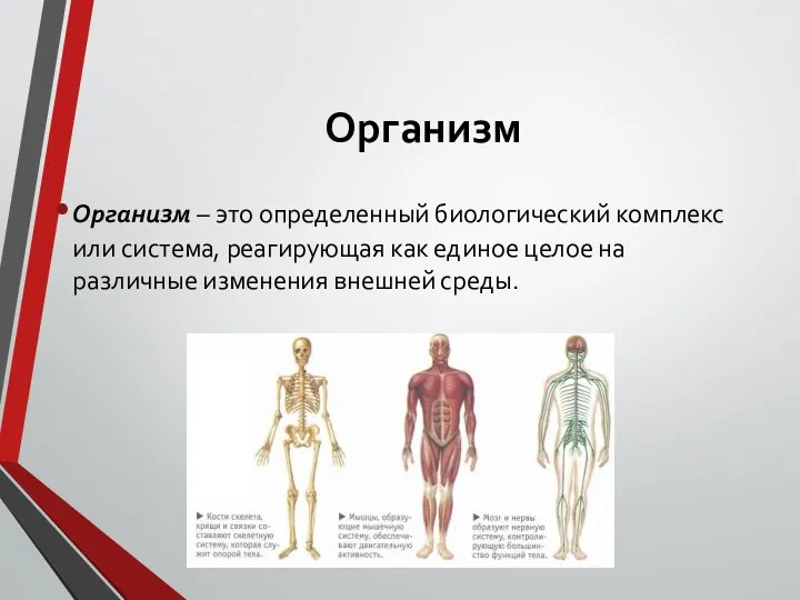 Организм Организм – это определенный биологический комплекс или система, реагирующая как единое