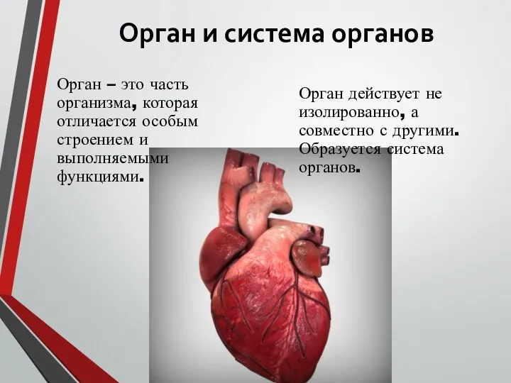 Орган и система органов Орган – это часть организма, которая отличается особым