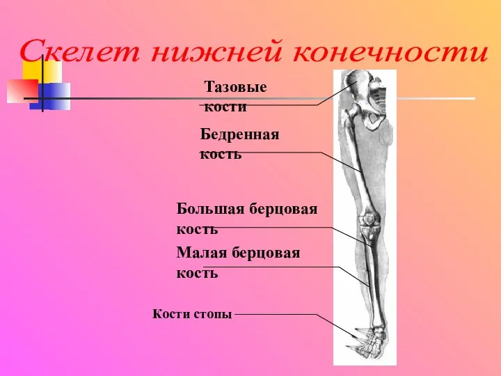 Тазовые кости Бедренная кость Большая берцовая кость Малая берцовая кость Кости стопы Скелет нижней конечности