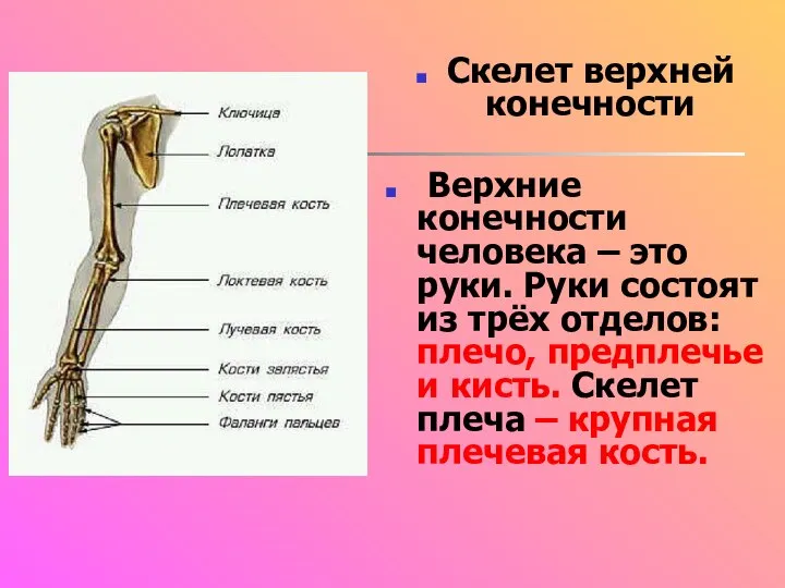 Скелет верхней конечности Верхние конечности человека – это руки. Руки состоят из