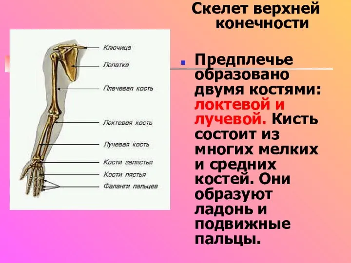 Скелет верхней конечности Предплечье образовано двумя костями: локтевой и лучевой. Кисть состоит