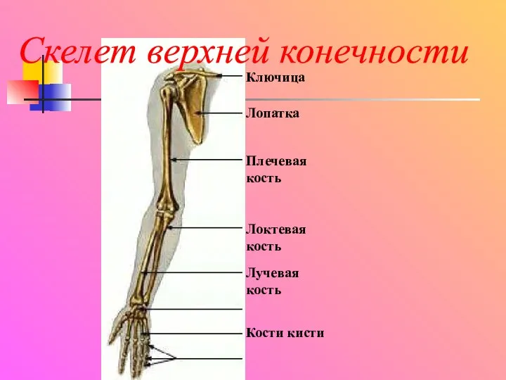 Скелет верхней конечности Ключица Лопатка Плечевая кость Локтевая кость Лучевая кость Кости кисти