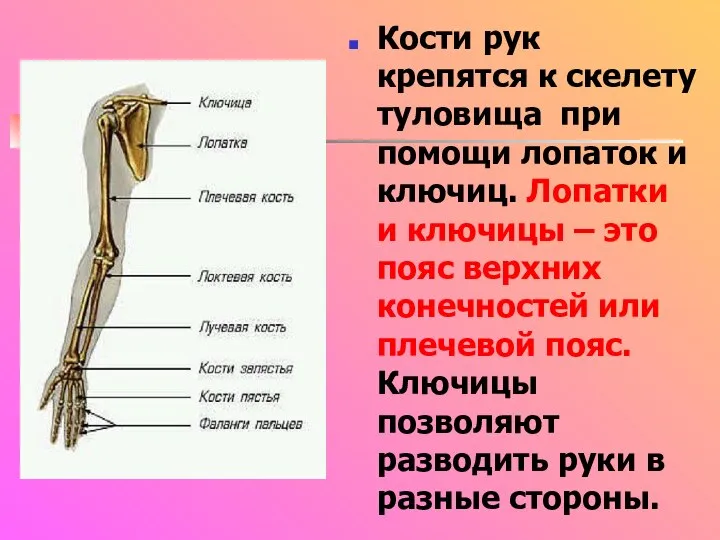 Кости рук крепятся к скелету туловища при помощи лопаток и ключиц. Лопатки