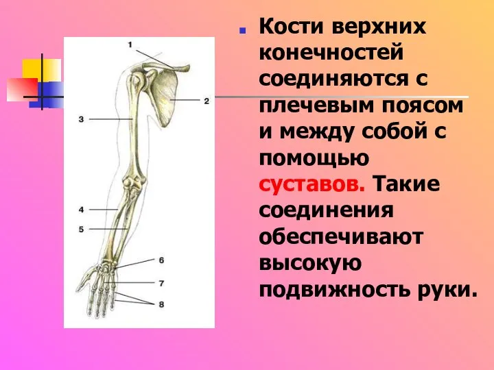 Кости верхних конечностей соединяются с плечевым поясом и между собой с помощью