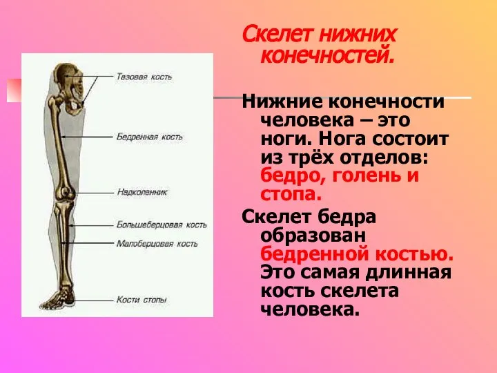 Скелет нижних конечностей. Нижние конечности человека – это ноги. Нога состоит из