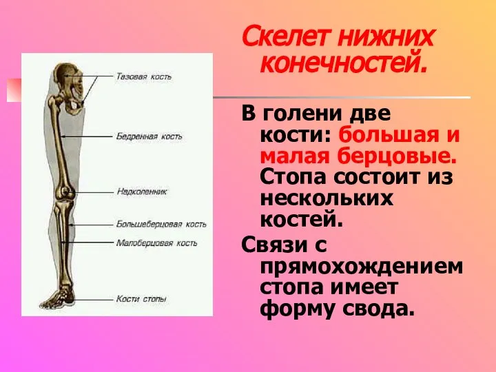Скелет нижних конечностей. В голени две кости: большая и малая берцовые. Стопа