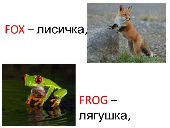 FOX – лисичка, FROG – лягушка,