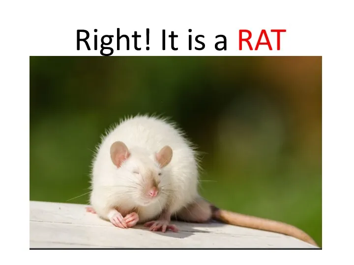 Right! It is a RAT