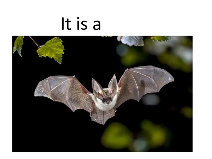 It is a BAT.
