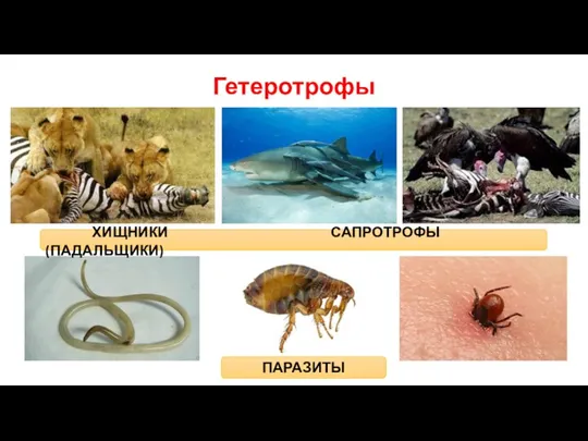 Гетеротрофы ХИЩНИКИ САПРОТРОФЫ (ПАДАЛЬЩИКИ) ПАРАЗИТЫ