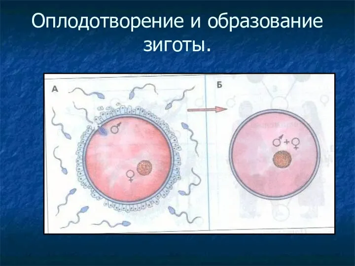 Оплодотворение и образование зиготы.