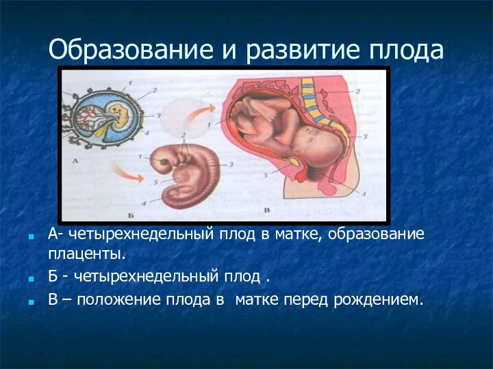 Образование и развитие плода А- четырехнедельный плод в матке, образование плаценты. Б