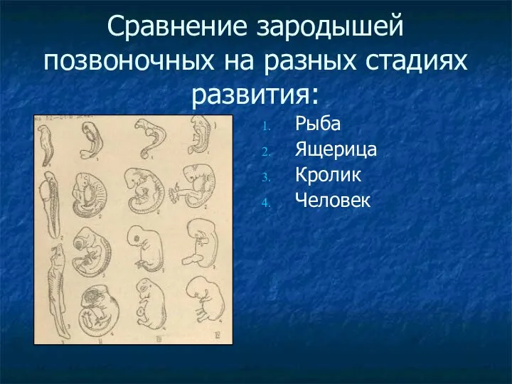 Сравнение зародышей позвоночных на разных стадиях развития: Рыба Ящерица Кролик Человек