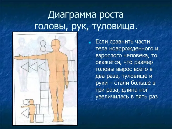 Диаграмма роста головы, рук, туловища. Если сравнить части тела новорожденного и взрослого