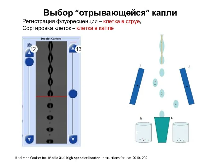 Выбор “отрывающейся” капли Регистрация флуоресценции – клетка в струе, Сортировка клеток –