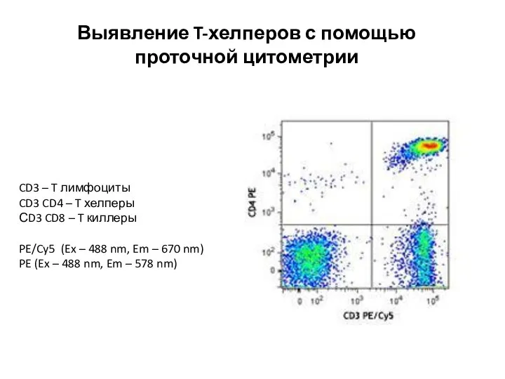 CD3 – T лимфоциты CD3 CD4 – T хелперы СD3 CD8 –