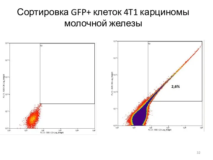 Сортировка GFP+ клеток 4T1 карциномы молочной железы