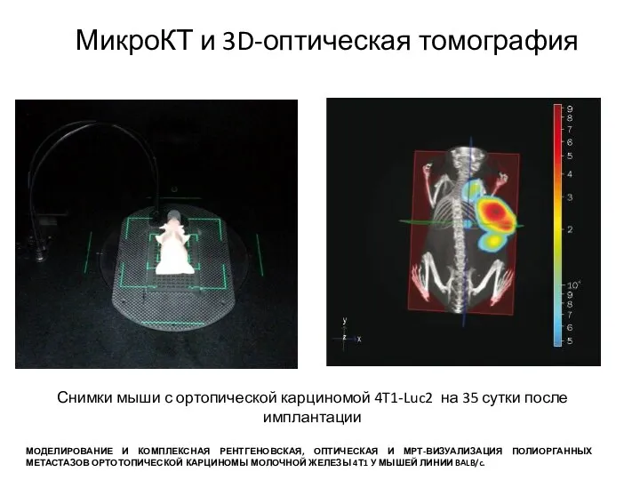 МикроКТ и 3D-оптическая томография Снимки мыши с ортопической карциномой 4T1-Luc2 на 35