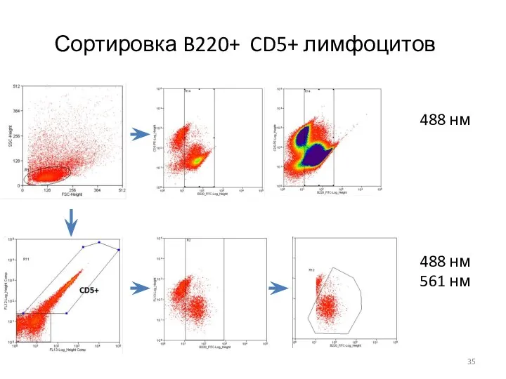 Сортировка B220+ CD5+ лимфоцитов 488 нм 488 нм 561 нм