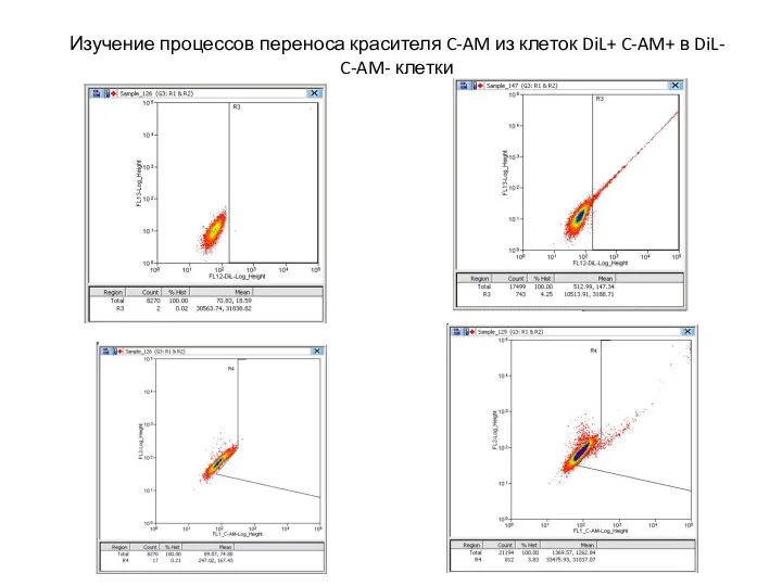 Изучение процессов переноса красителя C-AM из клеток DiL+ C-AM+ в DiL- C-AM- клетки