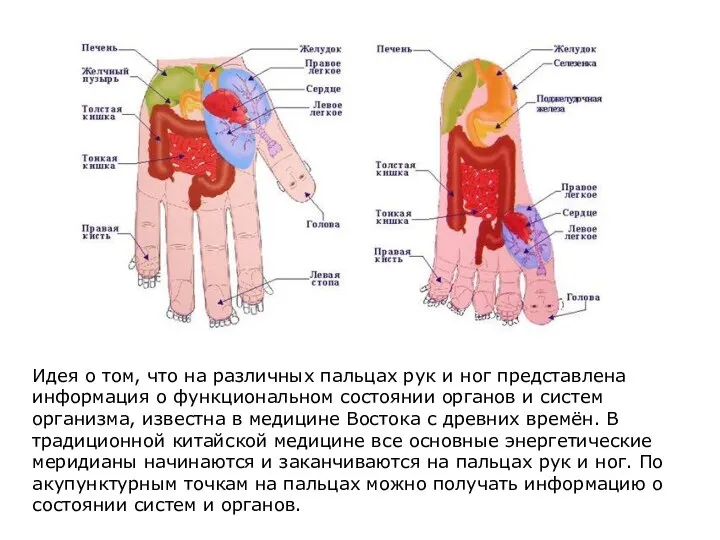 Идея о том, что на различных пальцах рук и ног представлена информация
