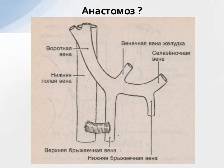 Анастомоз ?