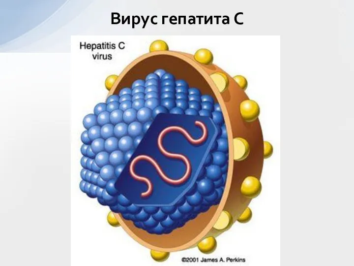 Вирус гепатита С