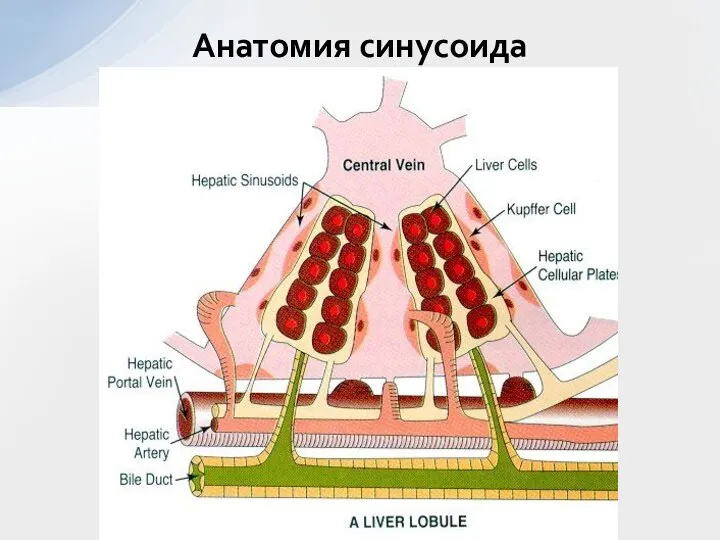 Анатомия синусоида