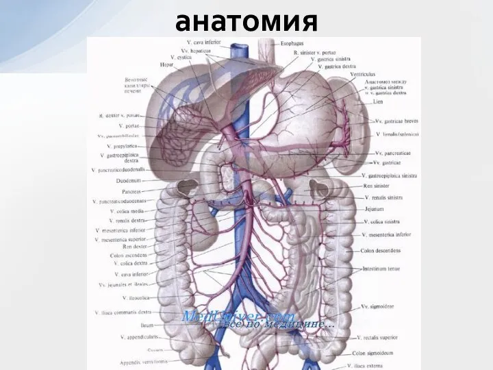 анатомия