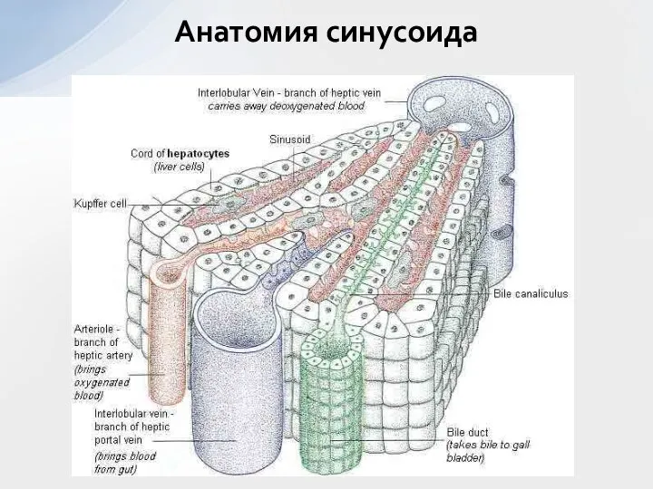 Анатомия синусоида