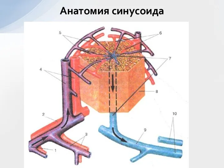 Анатомия синусоида