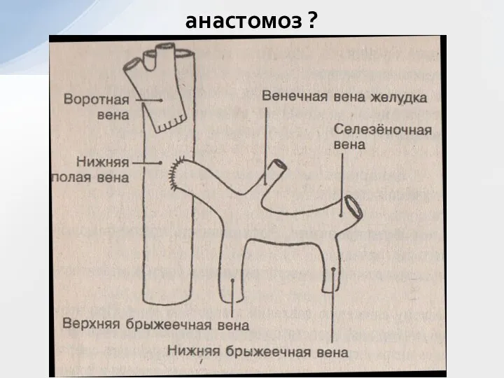 анастомоз ?